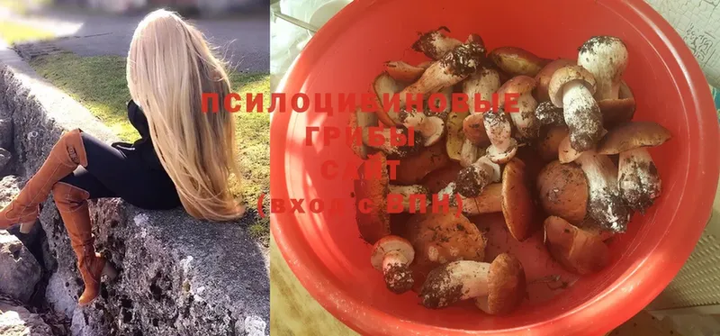 Псилоцибиновые грибы Psilocybe  omg ссылка  Власиха 